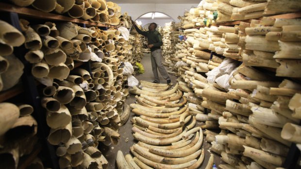 A Zimbabwe National Parks official inspecting the country's ivory stockpile at the Zimbabwe National Parks Headquarters in Harare, Zimbabwe.