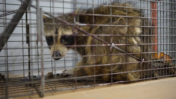 The raccoon that scaled the UBS Plaza building was caught in a live trap baited with cat food overnight in St Paul, Minnesota.