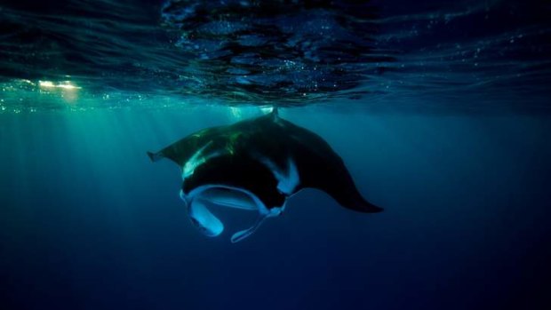 The Alfred manta ray photograph that has earned Gary Cranitch nomination.