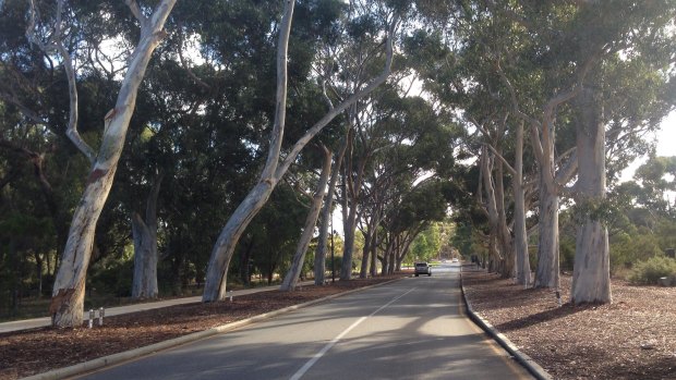The Honour Avenues are a much loved feature of Kings Park.