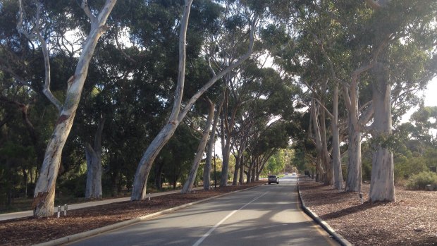 The Honour Avenues are a much loved feature of Kings Park.