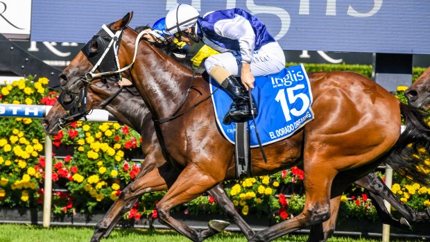 Surprise: El Dorado Dreaming (nearest camera) is chasing a second group 1 in the Champagne Stakes at Randwick on Saturday after a stunning win in the Sires Produce Stakes.