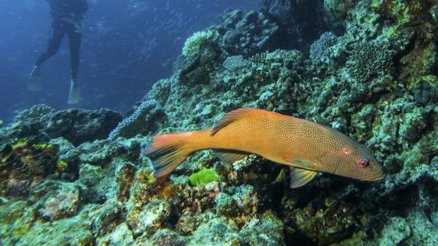 A diver swims among fish and coral on Flynn Reef off Cairns.