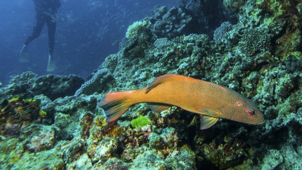 A diver swims among fish and coral on Flynn Reef off Cairns.