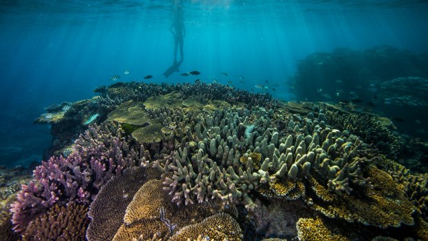 Federal government funding to improve reef water quality has declined, figures show.