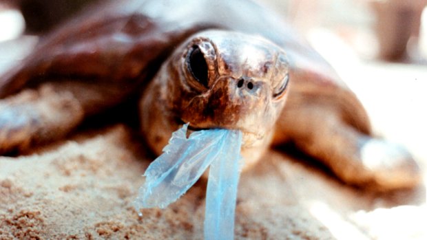 It's believed turtles are attracted to plastic bags because of their likeness to jellyfish.