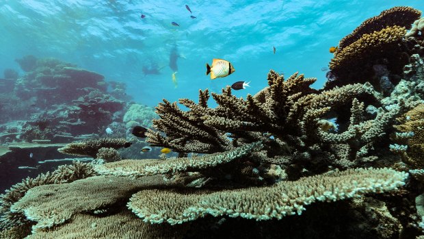 Reef at risk: visitors can find ruin or abundance, depending on where they go.