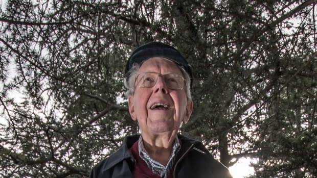 Landscape historian John Gray among the 96-year-old Charles Weston cedars on Commonwealth Avenue earmarked to be removed for light rail stage two.