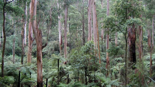 VicForests says its work protects and preserves habitat ranges.