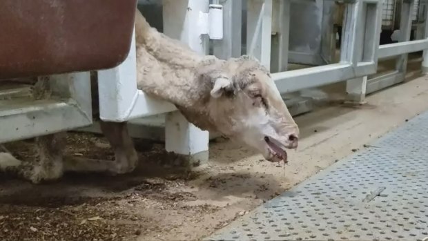 Shocking footage has emerged showing sheep dying in horrific conditions.
