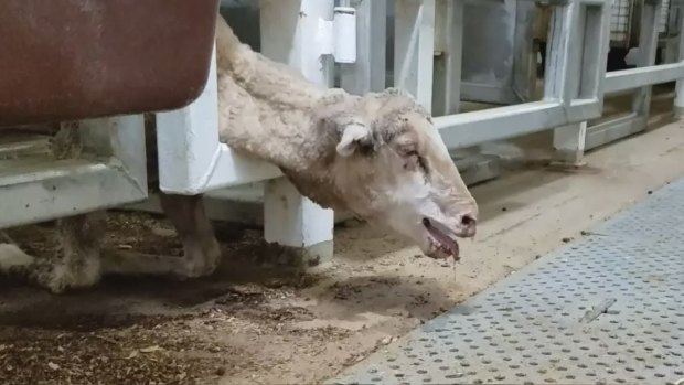 Shocking footage emerged in April showing sheep dying in horrific conditions.