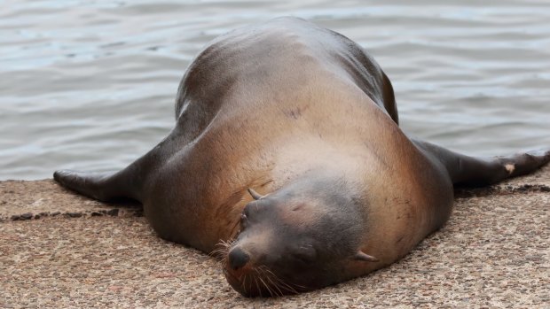 The elderly seal, seen here sprawled in the sun, has died due to health complications. 