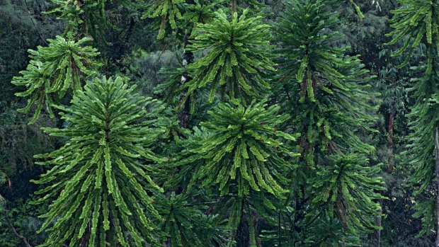 The Wollemi pine saw its status on the threatened species list downgraded from "endangered" to "critically endangered" due to the introduction of phytophthora disease into its secluded habitat. 