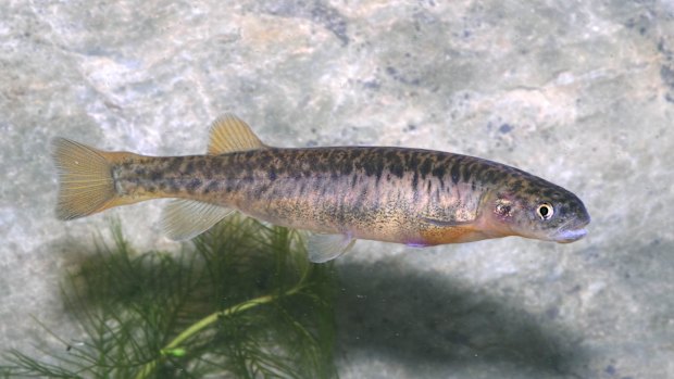 A stocky galaxias freshwater fish, which is part of a critically endangered population in Kosciuszko National Park.