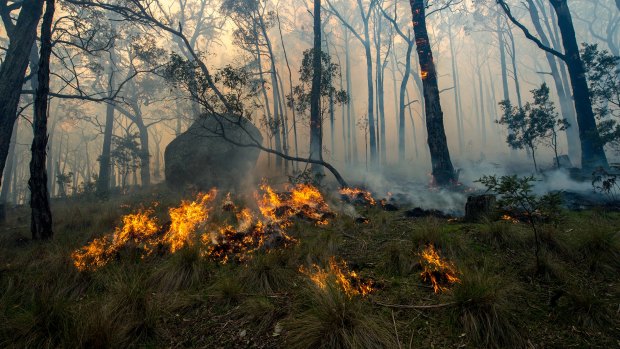 The Lancefield fire in Cobaw Forest.