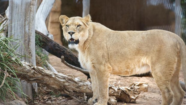 Lioness Nairibi at Werribee Open Range Zoo is showing off her four cubs today. 