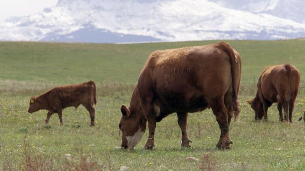 Cattle graze in a pasture in Canada. 