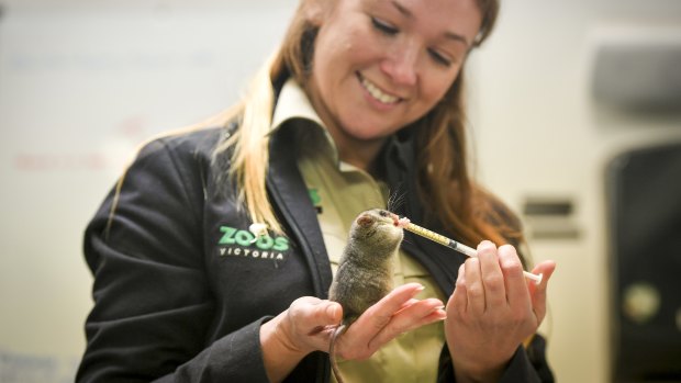 Dr Marissa Parrot with a mountain pygmy possum at Healesville Sanctuary. 
