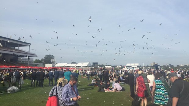 Seagulls at Flemington.