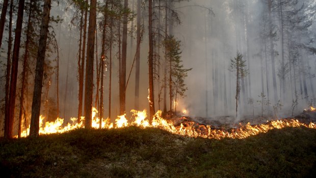 A wildfire burns in Karbole, outside Ljusdal, Sweden, on Sunday.