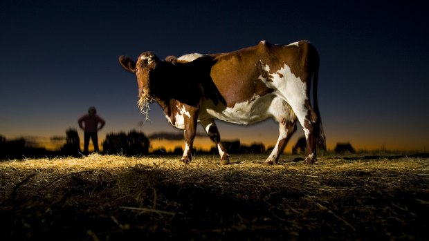 Australia produces about 40 million litres of organic milk annually.