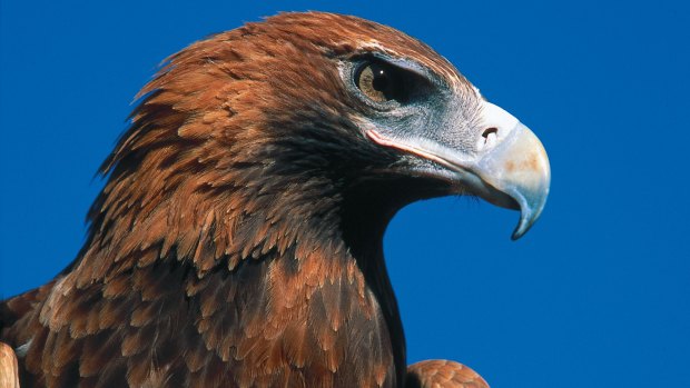 A wedge-tailed eagle.