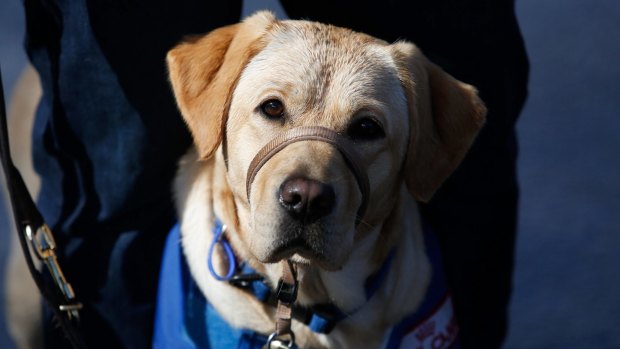You could "shout" a charity a lead for a seeing eye dog.