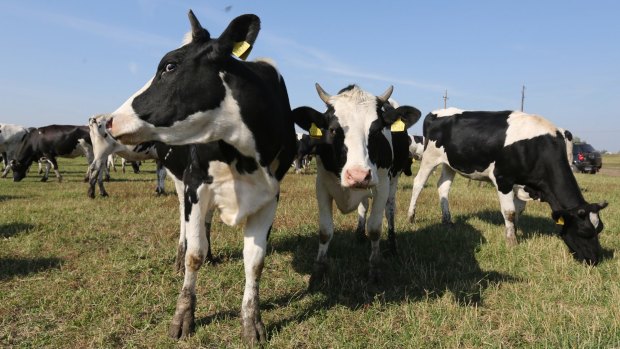Cows graze in a field at the Poyma state-owned milk farm in Krasnaya Poyma, Russia