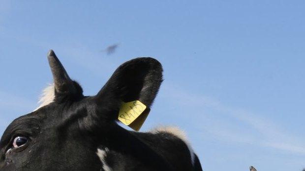 Cows graze in a field at the Poyma state-owned milk farm in Krasnaya Poyma, Russia