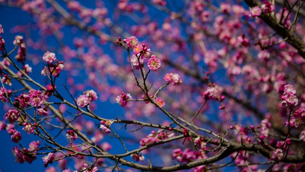 Flowering fruit trees produce blooms ranging from pure white to shell pink, to deep red.