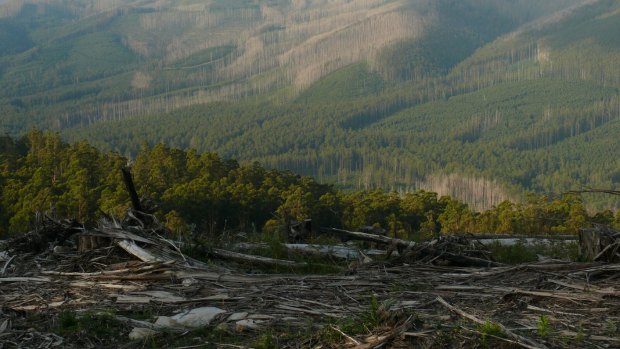 Professor David Lindenmayer and Dr Chloe Sato say the forest has lost the ability to sustain itself.
