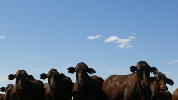 The EU claims that at least one of the hormones used by Australian cattle farmers is carcinogenic.