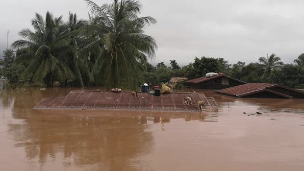 Dogs take refuge on a rooftop above flood waters in the Attapeu district, Laos.