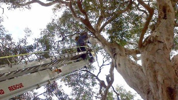 A Queensland firefighter rescues a magpie, caught in fishing line, from a tree in Shoal Point