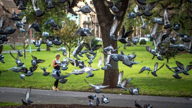 Early morning in Carlton Gardens and the pidgeons are getting restless.