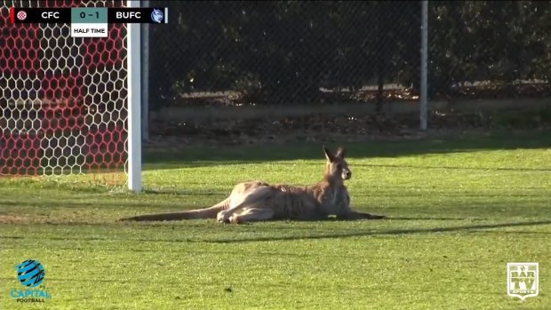 The kangaroo took up space in front of goals at Deakin Stadium.