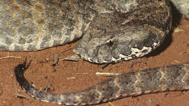One the world's deadliest snakes, the death adder is a master of subterfuge - it coils itself camouflages and lies in wait for prey which it entices with the wriggle of its distinctive, grub-like tail.