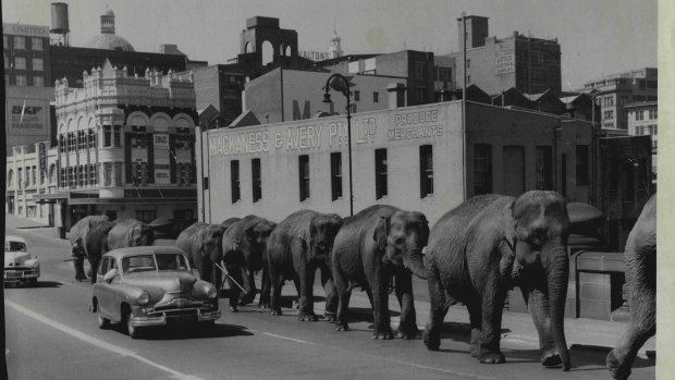Bullen Bros elephants cross the bridge in 1958.