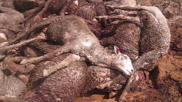 There's been a public outcry in Australia over cruel practices in the live export of sheep.