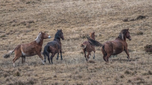 Brumbies in the Kiandra high country, in the Kosciuszko National Park.