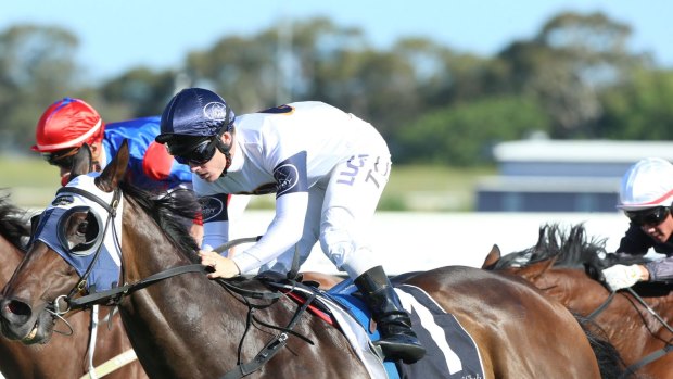 Beautiful one day: Mark Newnham is looking to take Burning Passion to Queensland.