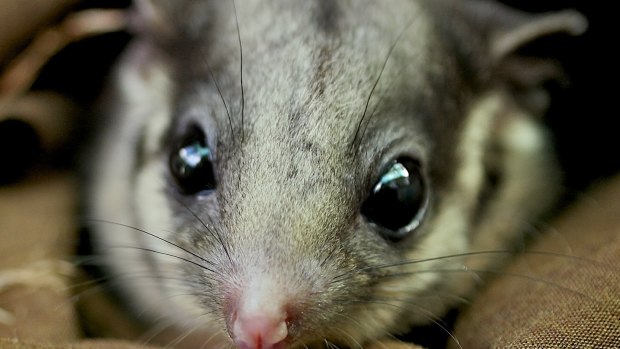 Victoria's fauna emblem, the Leadbeater's possum. 