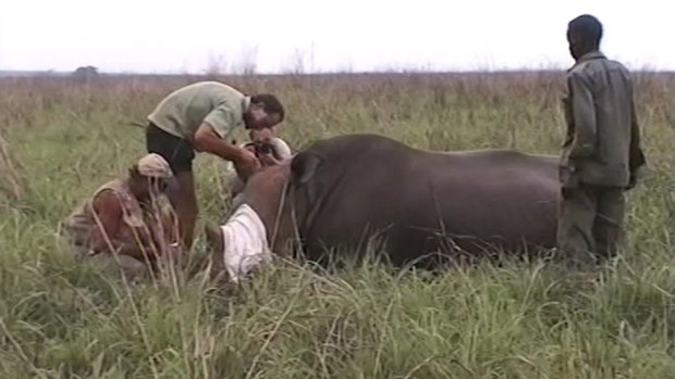 Conservationists try to put a tracker in the horn of a northern white rhino in 1996.