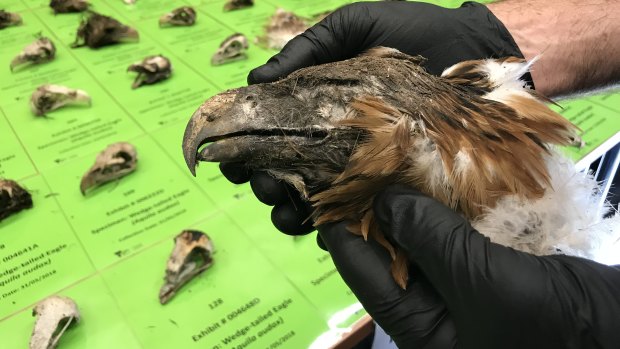 One of the dead wedge-tailed eagles found in the search. 