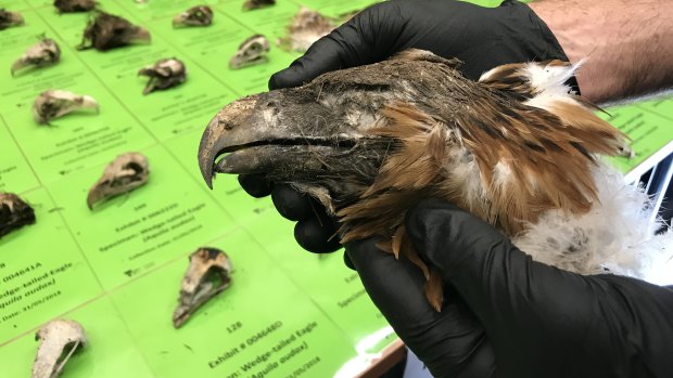 One of the dead wedge-tailed eagles found in the search. 