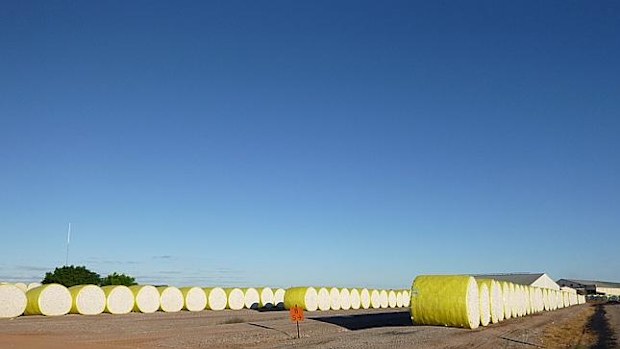 Buster’s cotton Darling expected to fetch $45m