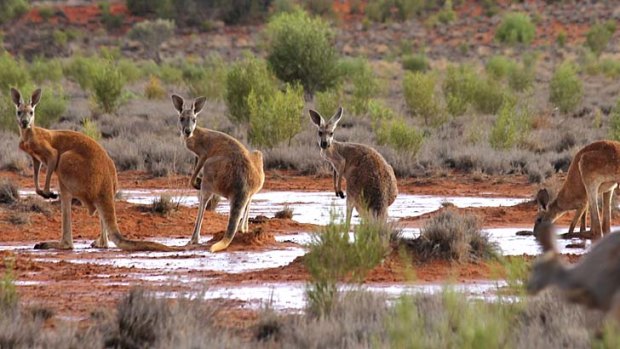 Muddy ground: Red kangaroos drink at an outback claypan after a rain shower.