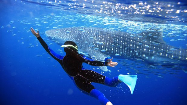 A diver swims beside a whale shark at Ningaloo Reef.