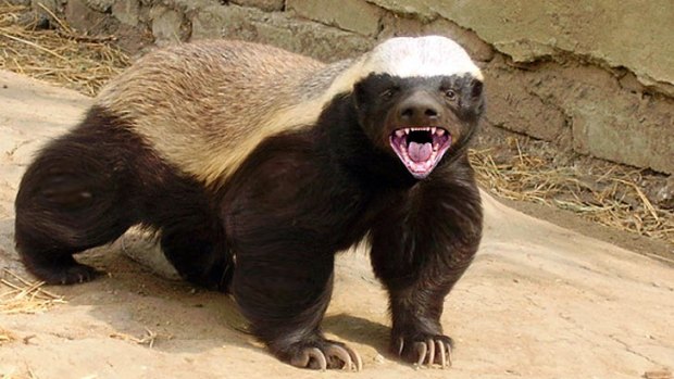 Honey Badger back in Wallabies World Cup frame