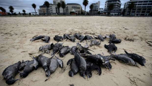Increasing frequency: Hundreds of Tasmanian muttonbirds, also known as short-tailed shearwaters, have been found in dead on Port Phillip bay beaches.